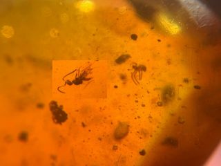 Small Spider&wasp Bee Burmite Myanmar Burmese Amber Insect Fossil Dinosaur Age