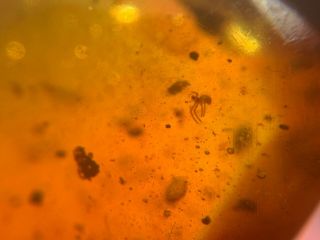 small spider&wasp bee Burmite Myanmar Burmese Amber insect fossil dinosaur age 2