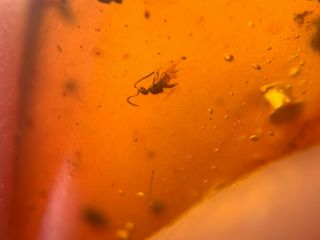small spider&wasp bee Burmite Myanmar Burmese Amber insect fossil dinosaur age 3