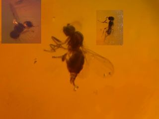 Unique Fly&2 Wasp Bee Burmite Myanmar Burmese Amber Insect Fossil Dinosaur Age
