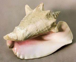 Large Queen Pink Conch Shell