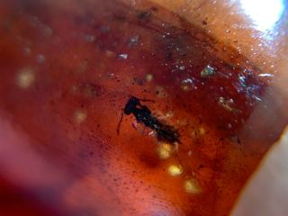 Wasp Bee&2 Small Flies Burmite Myanmar Burmese Amber Insect Fossil Dinosaur Age