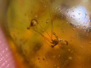 Long Legs Mosquito Fly Burmite Myanmar Burmese Amber Insect Fossil Dinosaur Ag