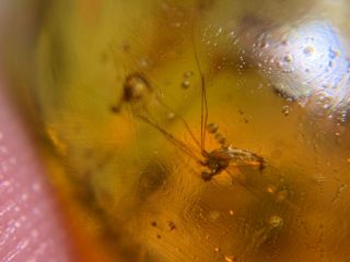 long legs mosquito fly Burmite Myanmar Burmese Amber insect fossil dinosaur ag 3