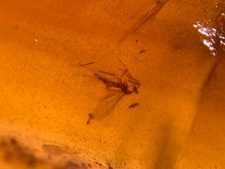 Mosquito Fly&wasp Bee Burmite Myanmar Burmese Amber Insect Fossil Dinosaur Age