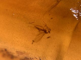 mosquito fly&wasp bee Burmite Myanmar Burmese Amber insect fossil dinosaur age 3