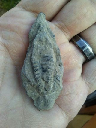 RARE York Arrowhead with Large TRILOBITE FOSSIL AUTHENTIC Cayuga County NY 2