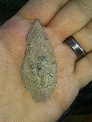 RARE York Arrowhead with Large TRILOBITE FOSSIL AUTHENTIC Cayuga County NY 3