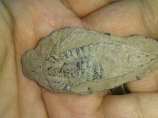 RARE York Arrowhead with Large TRILOBITE FOSSIL AUTHENTIC Cayuga County NY 4