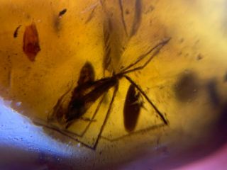 Long Legs Unknown Bug Burmite Myanmar Burmese Amber Insect Fossil Dinosaur Age