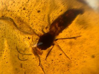 Big Unique Diptera Fly Burmite Myanmar Burmese Amber Insect Fossil Dinosaur Age