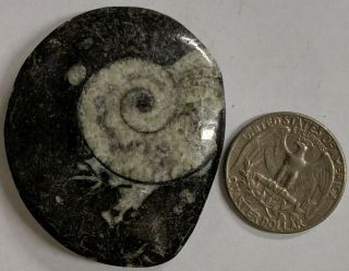 Goniatite Fossil - Primitive Devonian Age Ammonite From Morocco (e138)