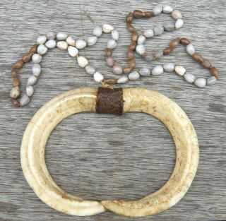 Antique / Vintage Boars Tusk And Seashell Necklace From Papua Guinea