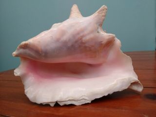 Large Queen Conch Seashell Pink Inside 8 " X 7 "