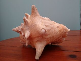 Large Queen Conch Seashell Pink Inside 8 