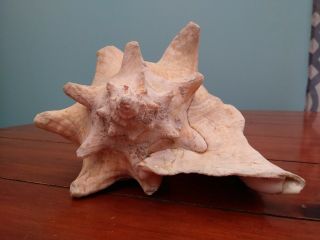 Large Queen Conch Seashell Pink Inside 8 