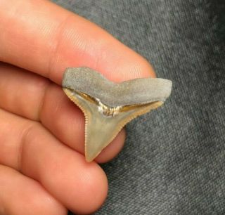 Gem 0.  99 " Bone Valley Bull Dusky Shark Tooth Teeth Fossil Sharks Necklace