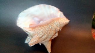 Large Orange Pink Queen Conch Sea Shell