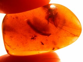 Unknown Insect With Giant Wings,  Leaf In Burmite Amber Fossil From Dinosaur Age