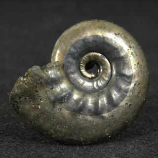 0.  9in/2.  3cm Fine Shine Pyrite Ammonite Brightia Jurassic Callovian Fossil Russia