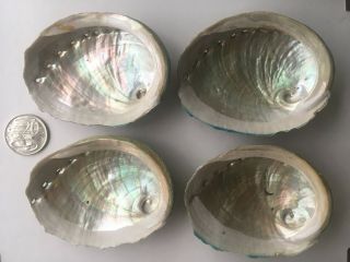 4 Australian Abalone Mother Of Pearl Shells Unpolished 90mm To 94mm Smudge Bowls