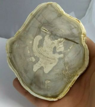 Awesome Petrified Wood Slice,  Both Sides Polished,  Madagascar,  217.  3 Grams