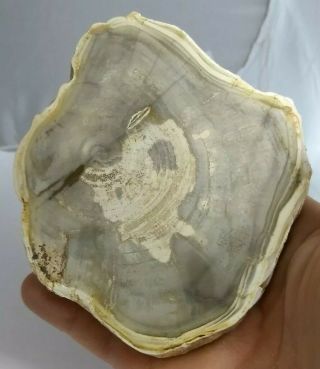 Awesome petrified wood slice,  both sides polished,  Madagascar,  217.  3 grams 2