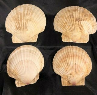 4 Lrg Sea Scallop " Plates,  " 2@7 ",  2@6 " Across,  Unpolished Natural State