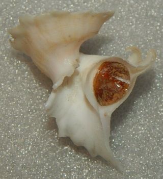 Seashell Latiaxis Mawae 51.  3mm W/o