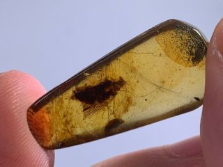 1.  2g big adult roach Burmite Myanmar Burmese Amber insect fossil dinosaur age 2