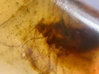1.  2g big adult roach Burmite Myanmar Burmese Amber insect fossil dinosaur age 5