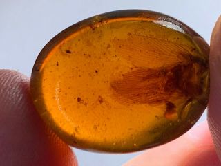 2.  46g Unknown Bug Wings Burmite Myanmar Burmese Amber Insect Fossil Dinosaur Age