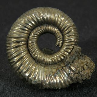 0.  9in (2.  3cm) Shine Pyrite Ammonit Binatisphinctes Callovian Fossil Russia