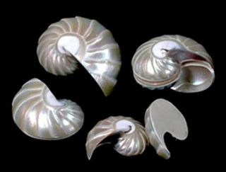 Chambered Nautilus Pompilius Pr.  1 - 1/4 " Osmena Pearl - Jewelry/crafts