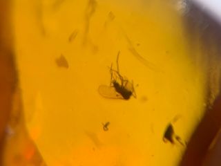 Small Diptera Fly&wasp Burmite Myanmar Burmese Amber Insect Fossil Dinosaur Age