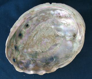 Large Abalone Shell 8.  25 Inches