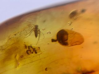 Mosquito Fly&unknown Item Burmite Myanmar Burma Amber Insect Fossil Dinosaur Age