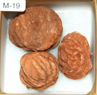 M - 19 Rare Large Size Oklahoma Barite Rose Rocks Boxed Set W/poem & Info.  Card