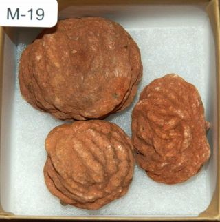 M - 19 Rare Large Size Oklahoma Barite Rose Rocks Boxed Set w/Poem & Info.  Card 2