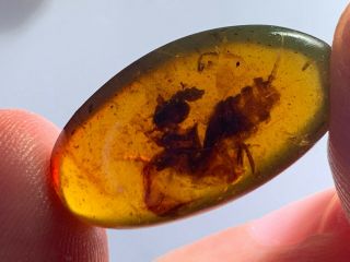 1.  89g Big Unknown Bug Burmite Myanmar Burmese Amber Insect Fossil Dinosaur Age