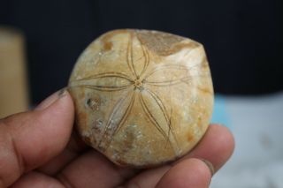 Top 74g Natural Iridescent Ammonite From Madagascar Healing