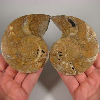 4.  1 " Split Nautilus Polished Fossil Shell Pair - Madagascar - 1.  1 Lbs.