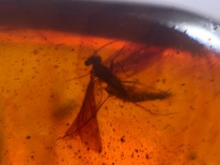 Flying Trichoptera Caddisfly Burmite Myanmar Amber Insect Fossil Dinosaur Age