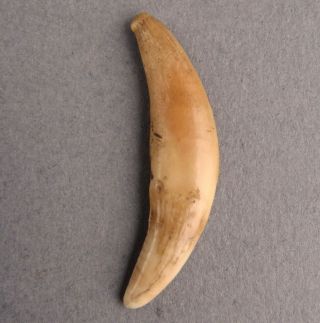 500 - 5000,  Yrs Aleut Artifact Kodiak Isld Alaska Inuit Canine Tooth Charm 191