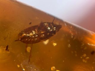 Cicada Larvae&plant Burmite Myanmar Burmese Amber Insect Fossil Dinosaur Age