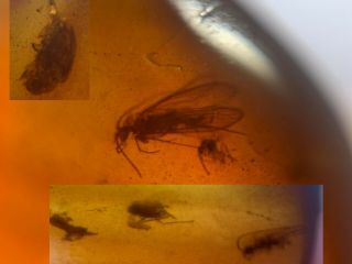 Caddisfly&beetle&small Flies Burmite Myanmar Amber Insect Fossil Dinosaur Age