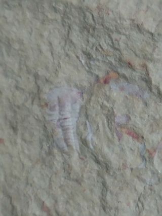 Fossils Trilobite Palaeolenus Lantenoisi,  Very Rare,  Teaching A1
