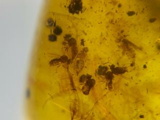 Many Diptera Flies&plant Burmite Myanmar Burma Amber Insect Fossil Dinosaur Age