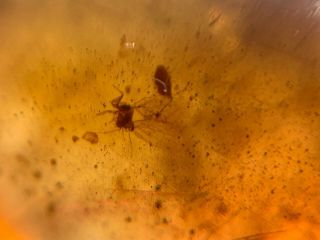 unknown bug wings&fly Burmite Myanmar Burmese Amber insect fossil dinosaur age 5