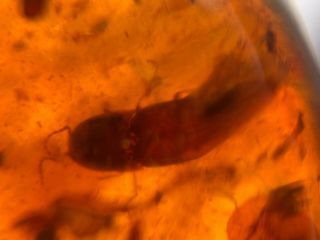 unknown beetle&bug wings Burmite Myanmar Burma Amber insect fossil dinosaur age 2